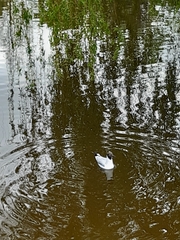 Chroicocephalus ridibundus