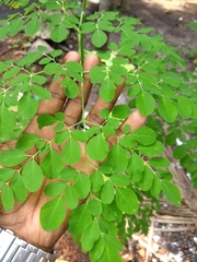 Moringa oleifera