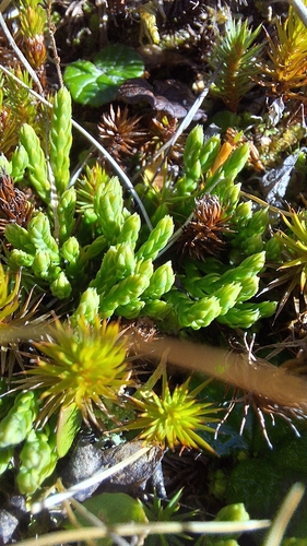 Diphasiastrum alpinum observed 2026-10-16