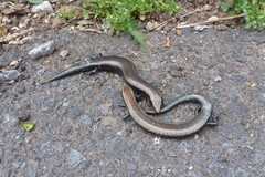 Chalcides coeruleopunctatus