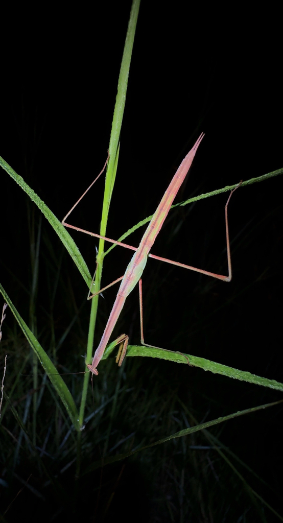 Tenomaculosa
