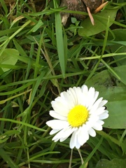 Bellis perennis
