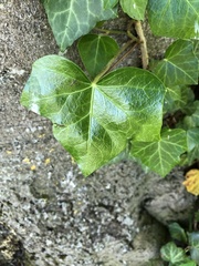 Hedera helix