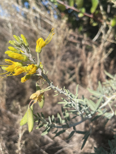 Bladderpod