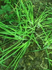 Carex pilosa