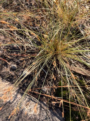 Bulbostylis capillaris observed 2026-10-16