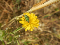 Trichodes quadriguttatus