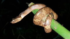 Craspedocephalus puniceus