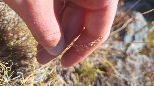 Matgrass
