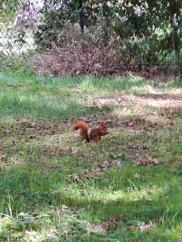 Eurasian Red Squirrel