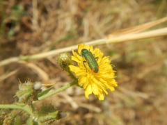 Trichodes quadriguttatus