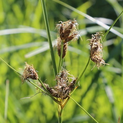 Bolboschoenus laticarpus