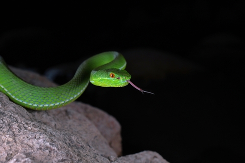 Chinese Green Tree Viper