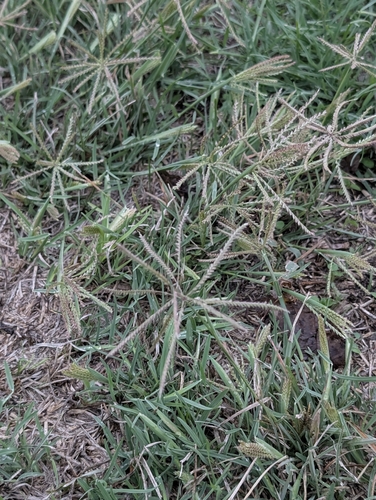 Chloris subdolichostachya, 2026-10-16