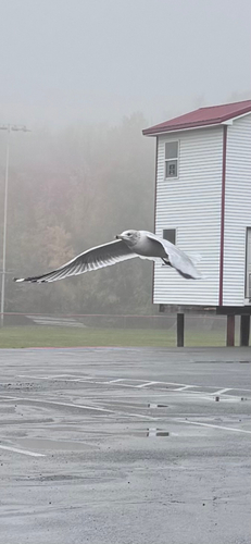 Ring-billed Gull