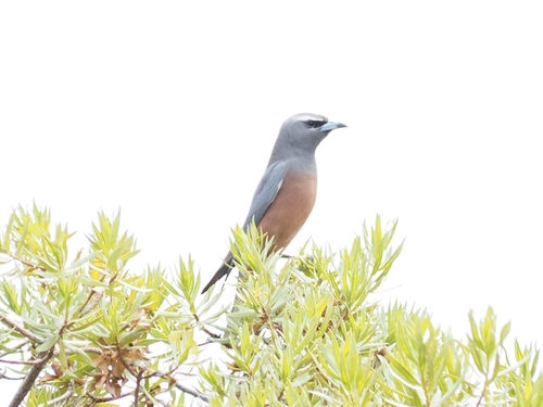 Artamus superciliosus, 2026-10-16