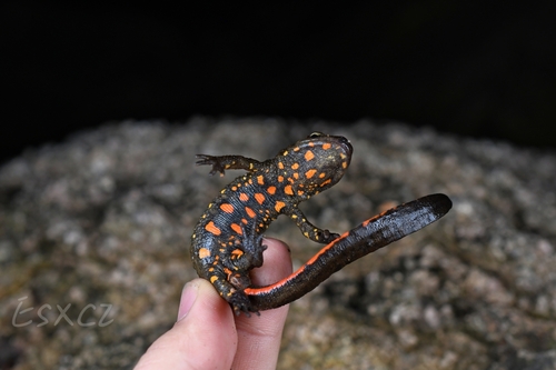 Chinese Warty Newt