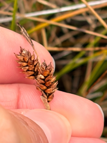 Carex lasiocarpa observed 2026-10-02
