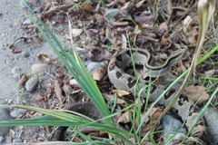 Crotalus simus