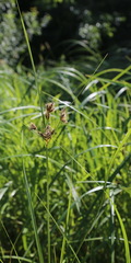 Bolboschoenus laticarpus