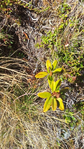 Rusty-leaved Alpenrose