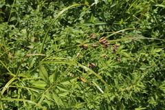 Bolboschoenus laticarpus