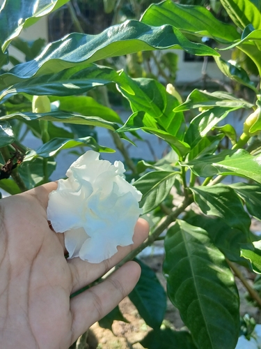 Tabernaemontana divaricata observed 2026-10-15