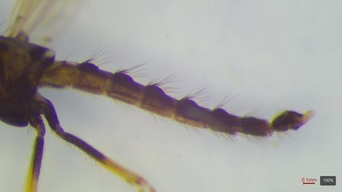 Zavreliella marmorata photo 2