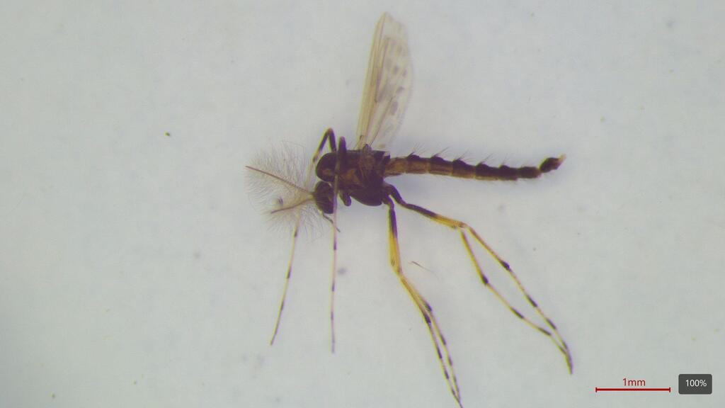 Zavreliella marmorata