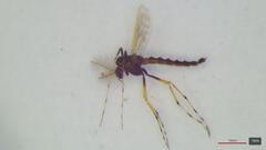 Zavreliella marmorata