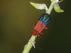 Thonalmus chevrolati