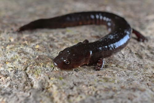 Northeastern Paddle-tailed Newt