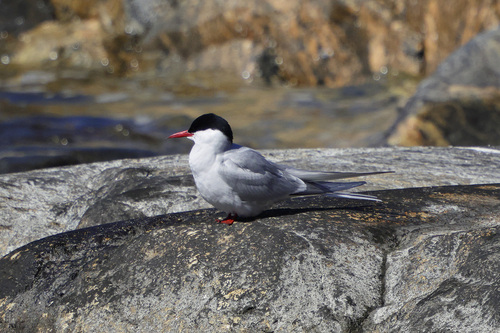iNaturalist image