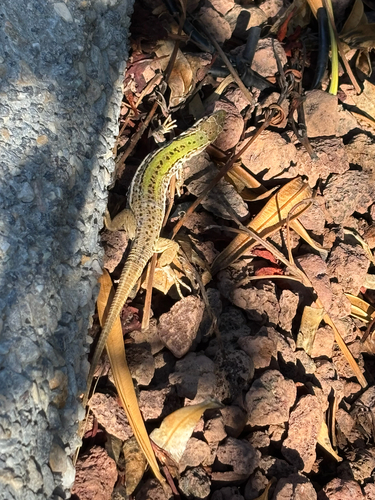 Italian Wall Lizard