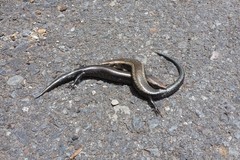 Chalcides coeruleopunctatus