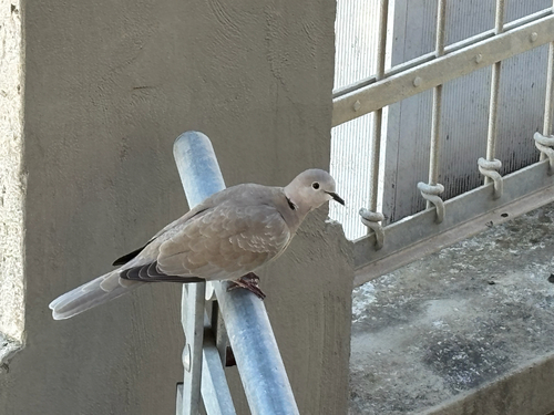 Eurasian Collared-Dove