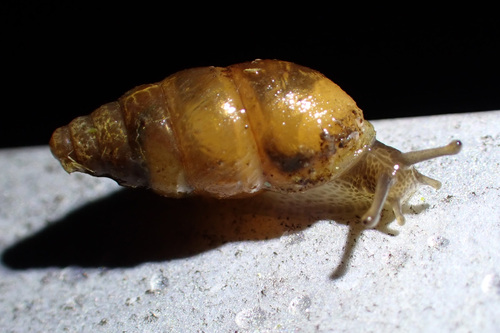 Merdigera obscura, 2026-10-16