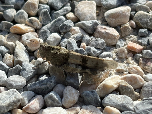 Blue-winged Grasshopper