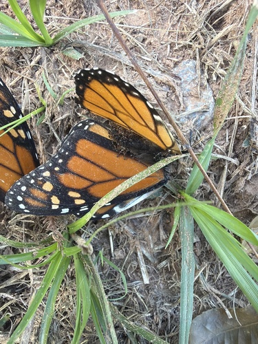 Monarch