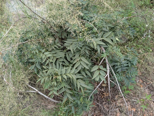 Senna hirsuta observed 2026-10-13