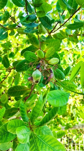 Anacardium occidentale observed 2026-10-17