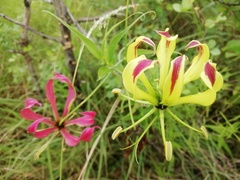 Gloriosa