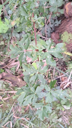 field maple