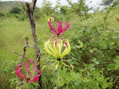 Gloriosa