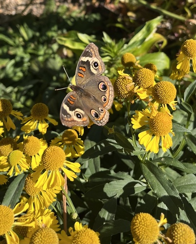 Common Buckeye