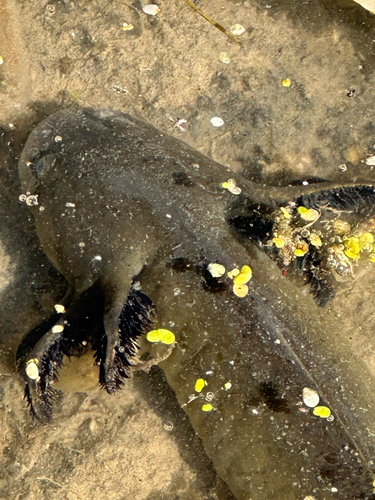 Western Tiger Salamander observed by kiatrout