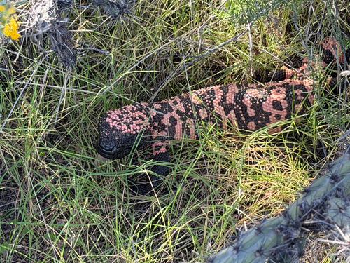 Heloderma suspectum, 2026-10-16