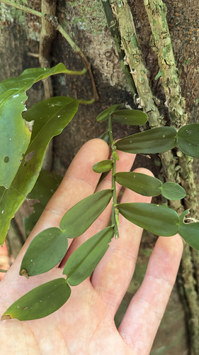 Pothos longipes observed 2026-10-16