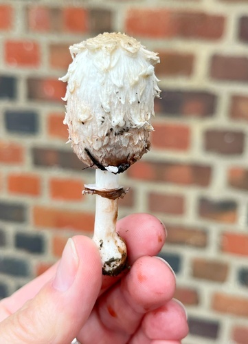 Shaggy Mane