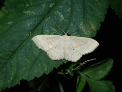 Scopula propinquaria